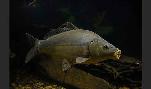 Karpfen (Cyprinus carpio)