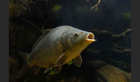 Karpfen (Cyprinus carpio)