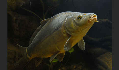 Karpfen (Cyprinus carpio)