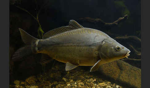 Karpfen (Cyprinus carpio)