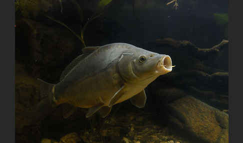 Karpfen (Cyprinus carpio)