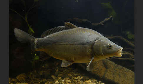 Karpfen (Cyprinus carpio)