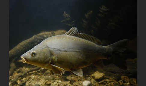 Karpfen (Cyprinus carpio)