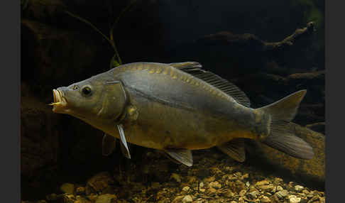 Karpfen (Cyprinus carpio)