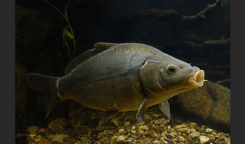 Karpfen (Cyprinus carpio)