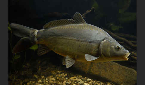 Karpfen (Cyprinus carpio)