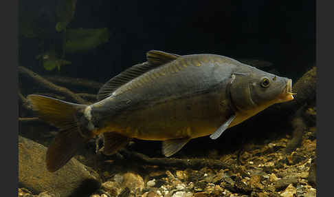 Karpfen (Cyprinus carpio)