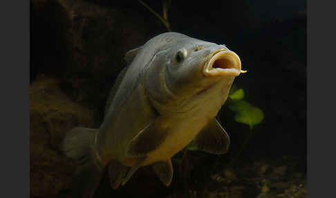 Karpfen (Cyprinus carpio)