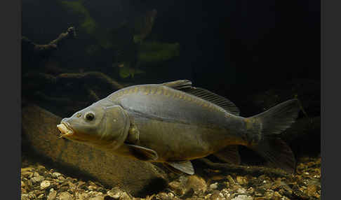 Karpfen (Cyprinus carpio)