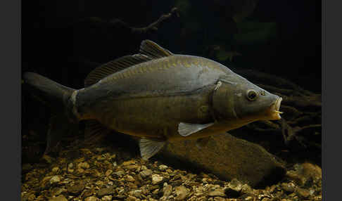 Karpfen (Cyprinus carpio)