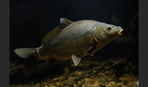 Karpfen (Cyprinus carpio)