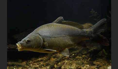 Karpfen (Cyprinus carpio)