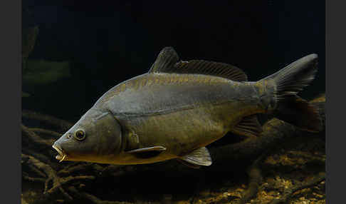 Karpfen (Cyprinus carpio)