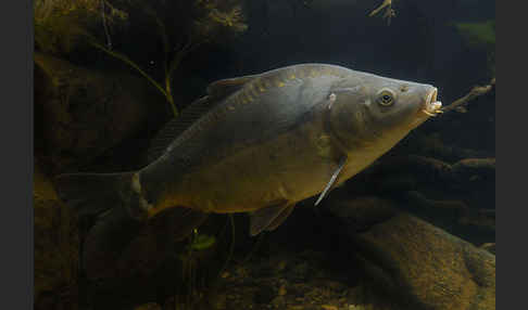 Karpfen (Cyprinus carpio)