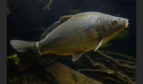 Karpfen (Cyprinus carpio)