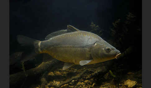 Karpfen (Cyprinus carpio)