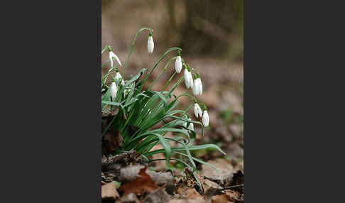 Kleines Schneeglöckchen (Galanthus nivalis)