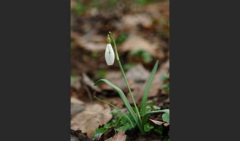 Kleines Schneeglöckchen (Galanthus nivalis)