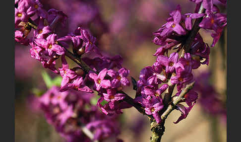 Seidelbast (Daphne mezereum)