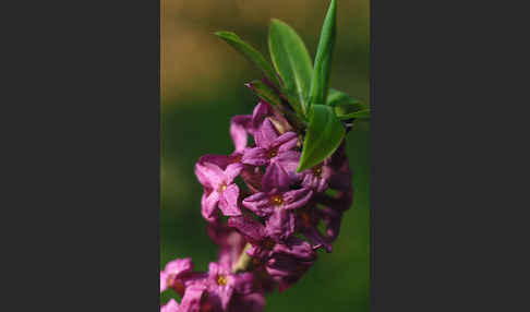 Seidelbast (Daphne mezereum)