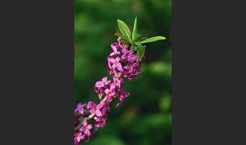 Seidelbast (Daphne mezereum)