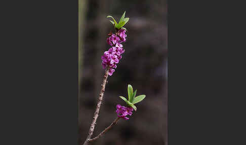 Seidelbast (Daphne mezereum)