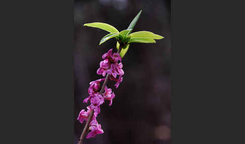 Seidelbast (Daphne mezereum)