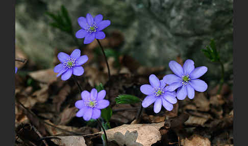 Leberblümchen (Hepatica nobilis)