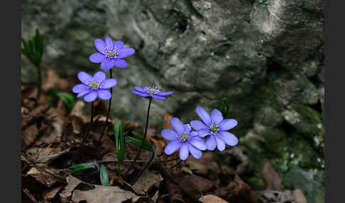 Leberblümchen (Hepatica nobilis)