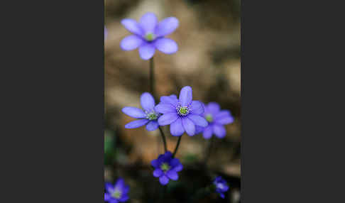 Leberblümchen (Hepatica nobilis)