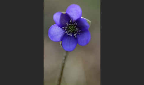 Leberblümchen (Hepatica nobilis)