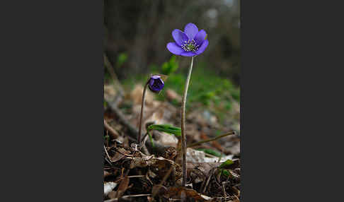 Leberblümchen (Hepatica nobilis)