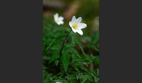 Busch-Windröschen (Anemone nemorosa)