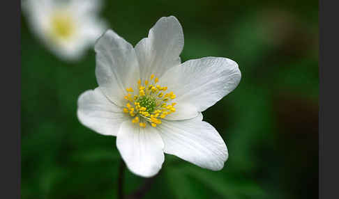 Busch-Windröschen (Anemone nemorosa)