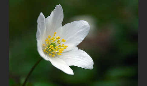 Busch-Windröschen (Anemone nemorosa)