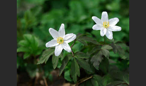 Busch-Windröschen (Anemone nemorosa)