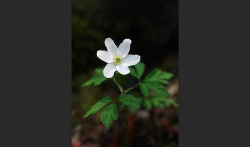 Busch-Windröschen (Anemone nemorosa)