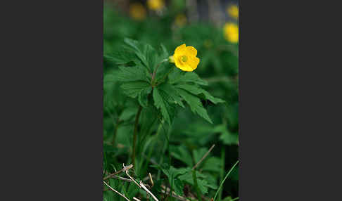 Gelbes Windröschen (Anemone ranunculoides)