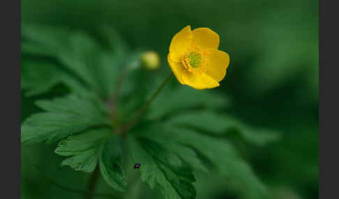 Gelbes Windröschen (Anemone ranunculoides)