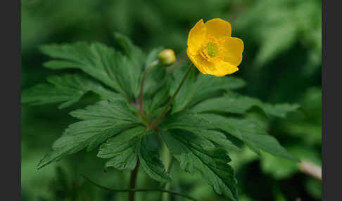 Gelbes Windröschen (Anemone ranunculoides)