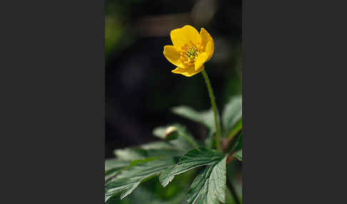 Gelbes Windröschen (Anemone ranunculoides)