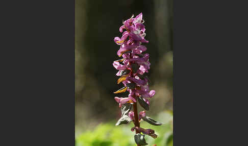 Hohler Lerchensporn (Corydalis cava)