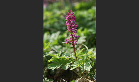 Hohler Lerchensporn (Corydalis cava)