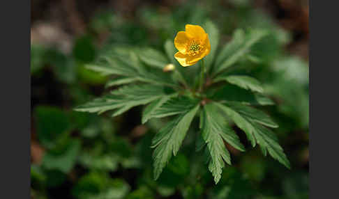 Gelbes Windröschen (Anemone ranunculoides)