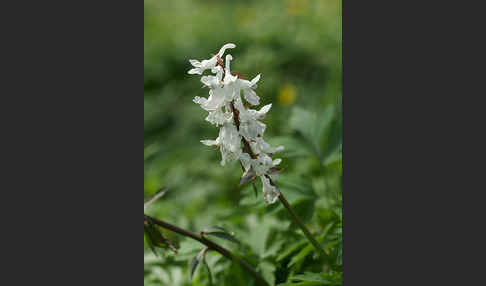 Hohler Lerchensporn (Corydalis cava)