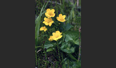 Sumpf-Dotterblume (Caltha palustris)