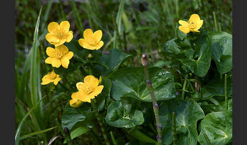 Sumpf-Dotterblume (Caltha palustris)