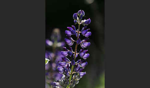 Stauden-Lupine (Lupinus polyphyllus)