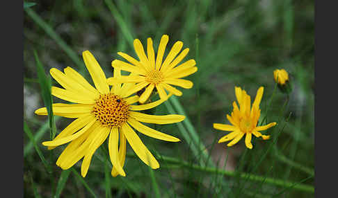 Berg-Wohlverleih (Arnica montana)