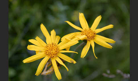 Berg-Wohlverleih (Arnica montana)